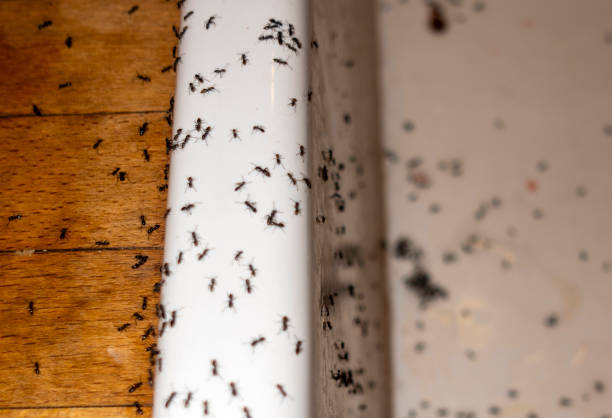 Best Emergency Pest Control  in Roanoke, AL