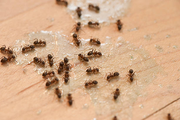 Best Ant Control Services  in Roanoke, AL